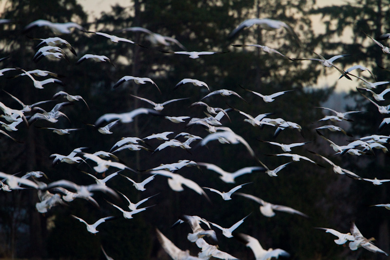 Snow Geese In Flight